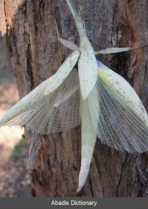 عکس چوبک کودکان