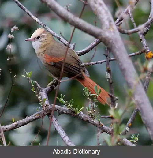 عکس دم تیزک کاکل خامه ای
