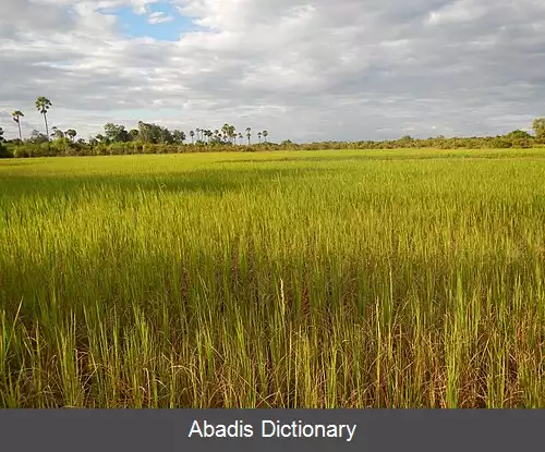 عکس استان کامپونگ چوننگ