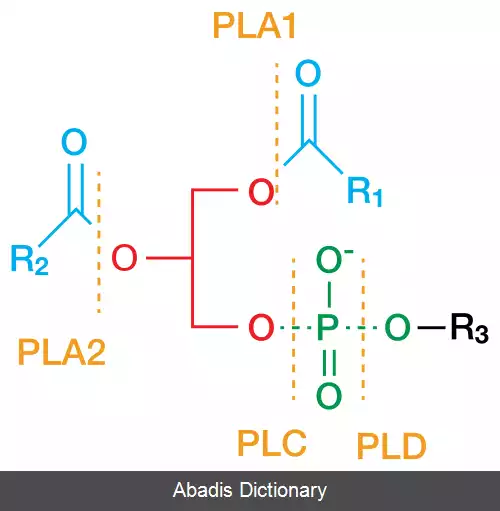 عکس فسفولیپاز ای۲