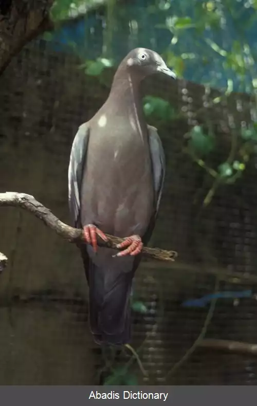 عکس کبوتر ساده