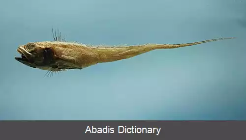 عکس روغن ماهیان ژرفا