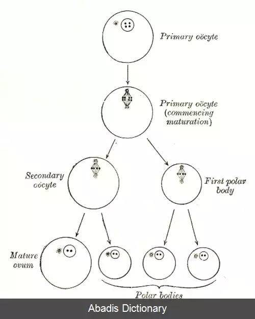 عکس فهرست تصویرهای آناتومی گری رویان شناسی