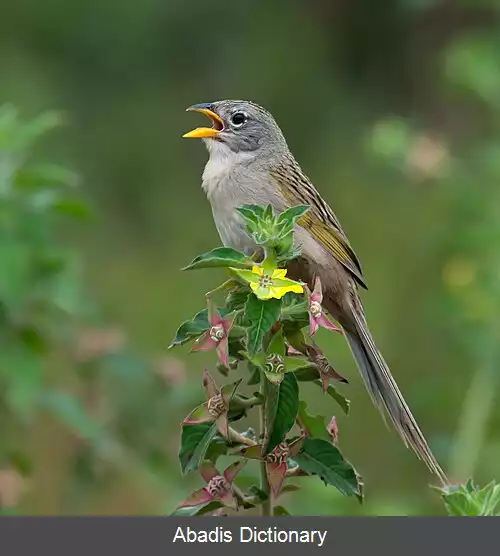 عکس سهره علفی دم گوه ای