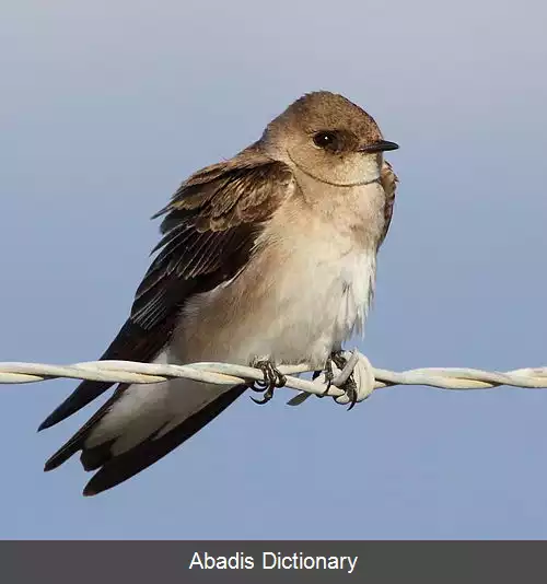 عکس پرستوی بال زبر شمالی