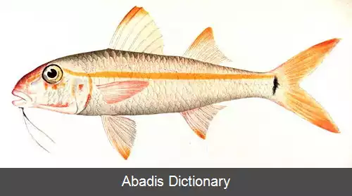 عکس بزماهی های مرجان