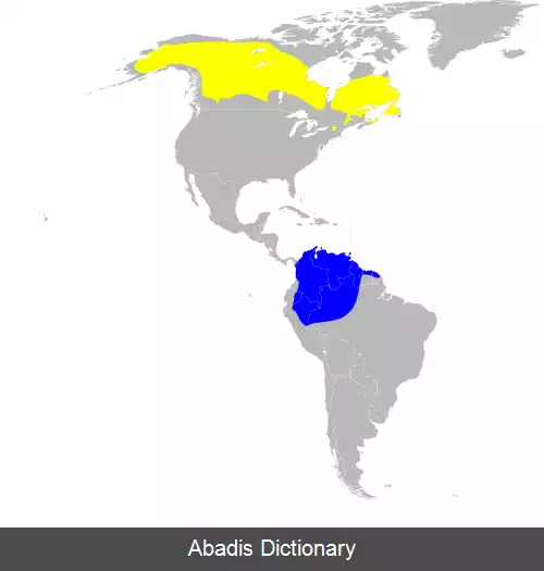 عکس سسک کلاه سیاه
