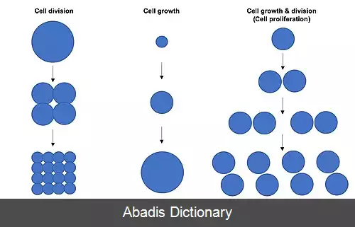 عکس تکثیر سلولی