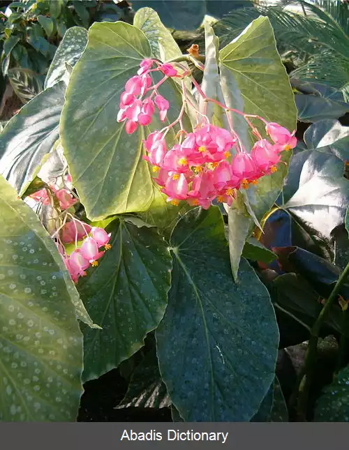 عکس بگونیای عروس
