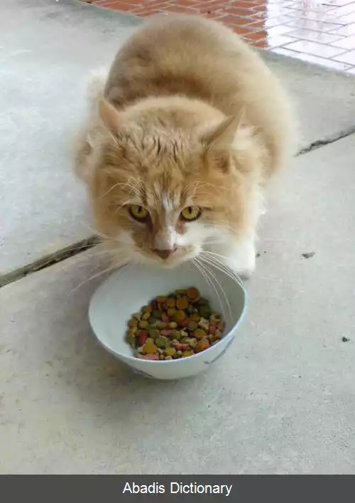 عکس غذای گربه