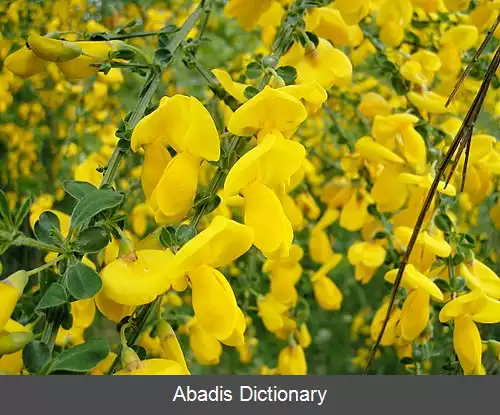 عکس رتم جارویی
