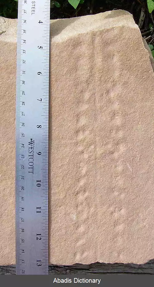 عکس رد سنگواره ای