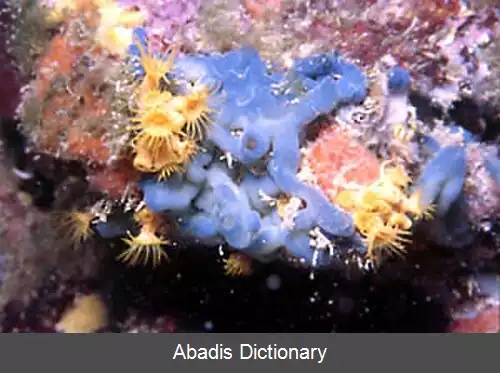 عکس اسفنج های همگون سوزنه