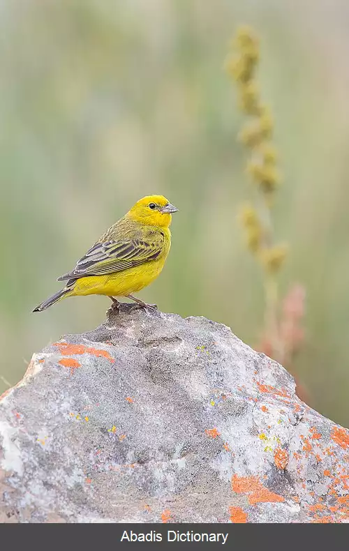 عکس سهره زرد دم راه راه