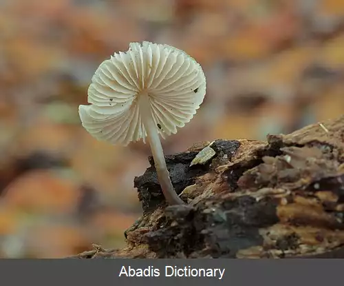 عکس کلاه پارچه ای معمولی