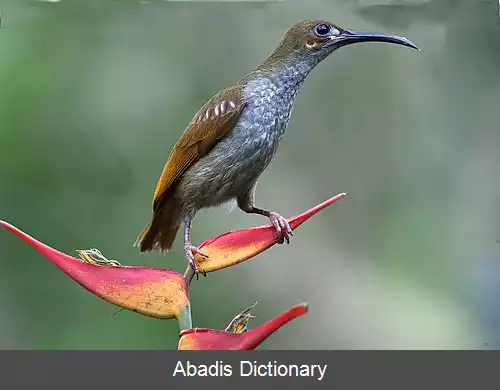 عکس عنکبوت کش رخ برهنه