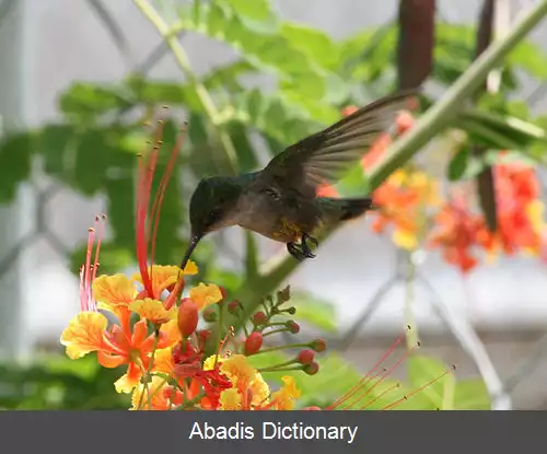 عکس زمردی پورتوریکو