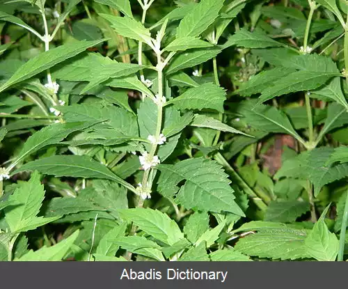 عکس دیمهاج آمریکایی