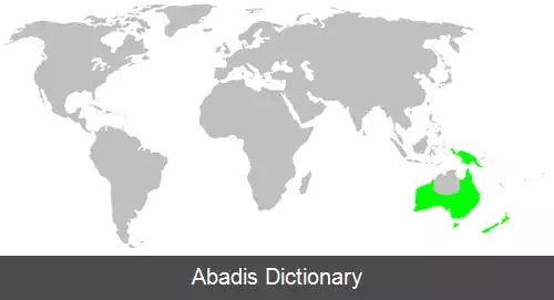 عکس عنکبوت های سرخ وسیاه