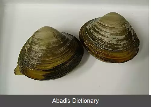 عکس اوباگای