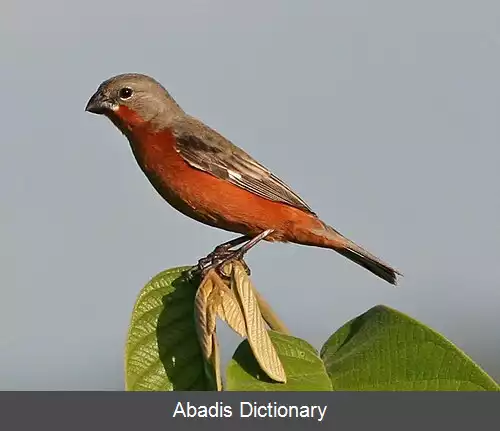 عکس دانه خوار سینه گلی