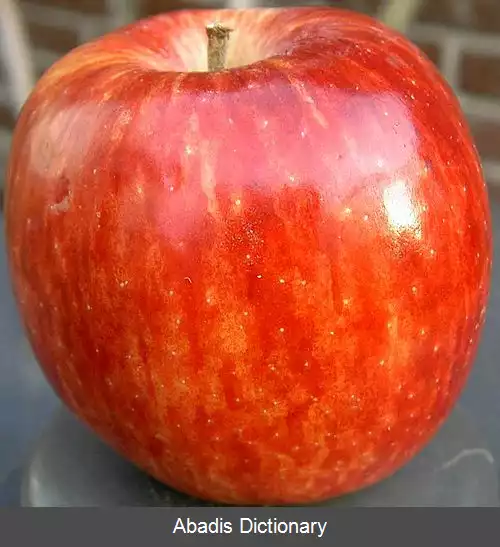 عکس سیب سرخ