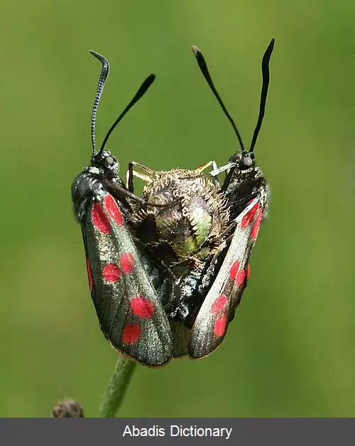 عکس رشکک شش خال