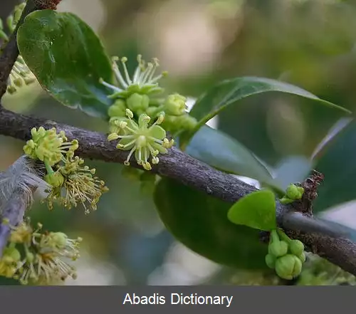 عکس زردآلوی گرمسیری