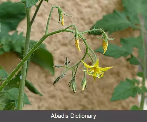 عکس گوجه فرنگی گیلاسی