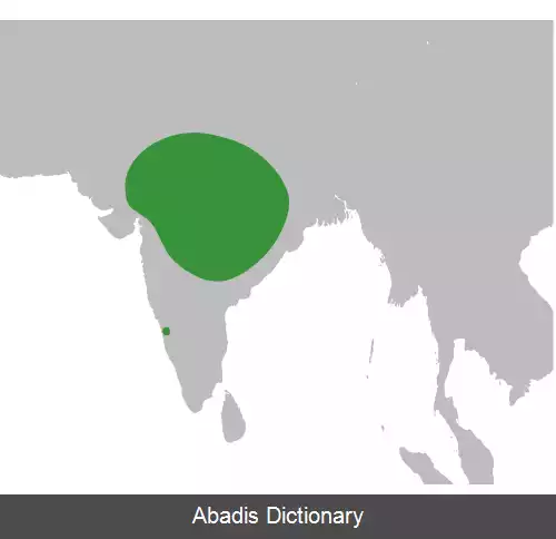 عکس دارخزک خالدار هندی