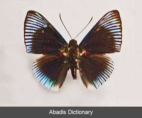 عکس فلزنشان های چنگ بال