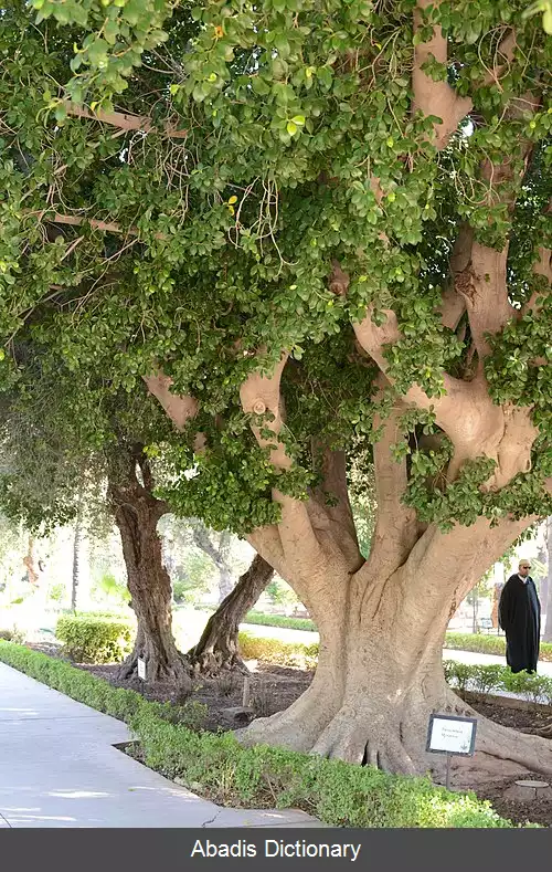 عکس فیکوس رتوزا