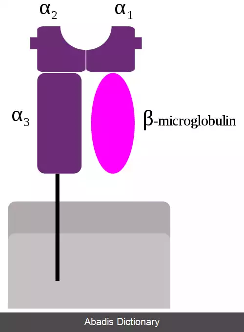 عکس بتا دو میکروگلوبولین