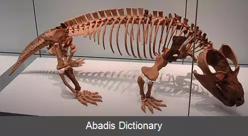 عکس چینیکوآدندان