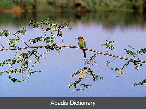 عکس زنبورخوار بوهم