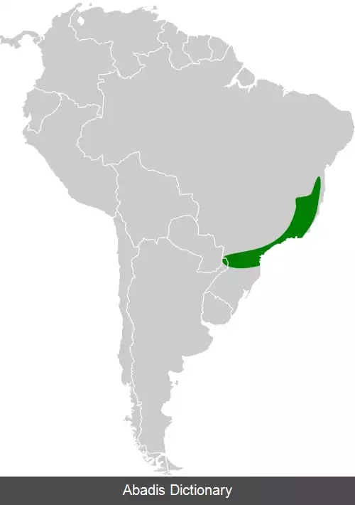 عکس سرودخوان مورچه خوار سینه خالدار