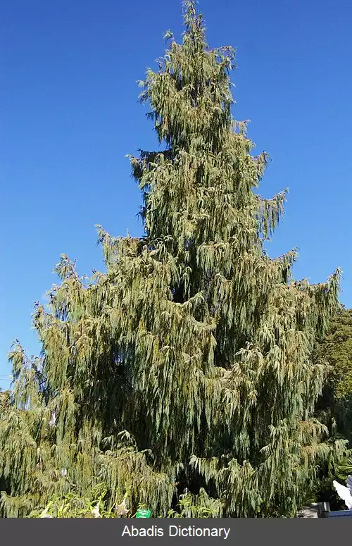 عکس سرو کشمیری