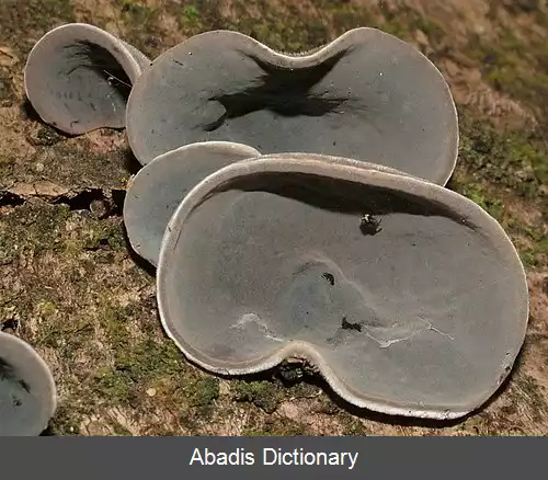 عکس گوش قارچ سانان