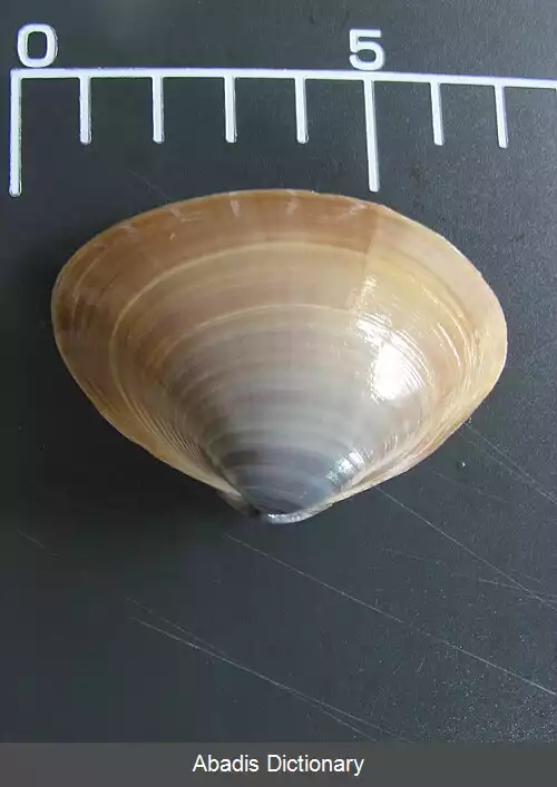 عکس فهرست انواع سوشی