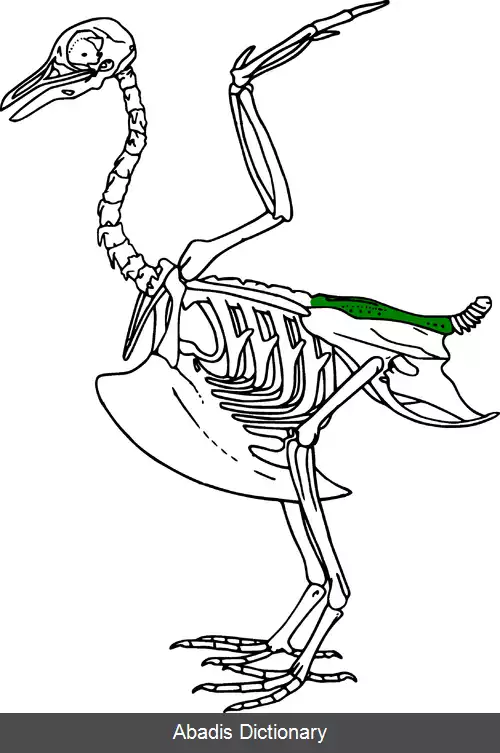 عکس استخوان هم خاجی