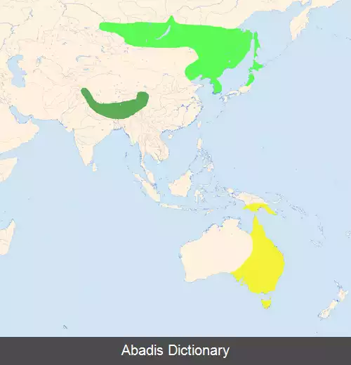 عکس دم سوزنی گلوسفید