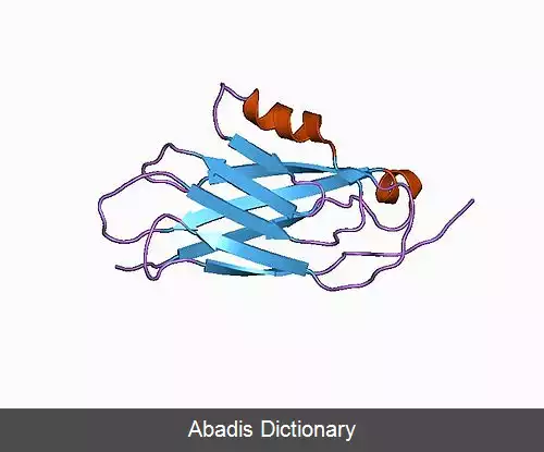 عکس آلفا دو ماکروگلوبولین