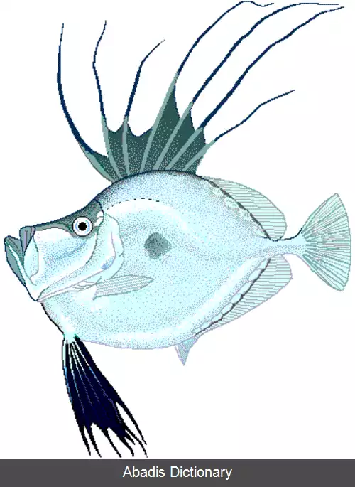 عکس زرکوب ماهی سانان