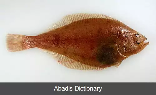 عکس کفشک برینگ