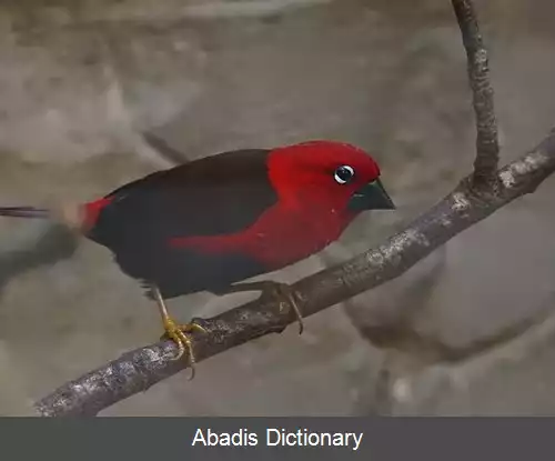 عکس دانه شکن زرشکی
