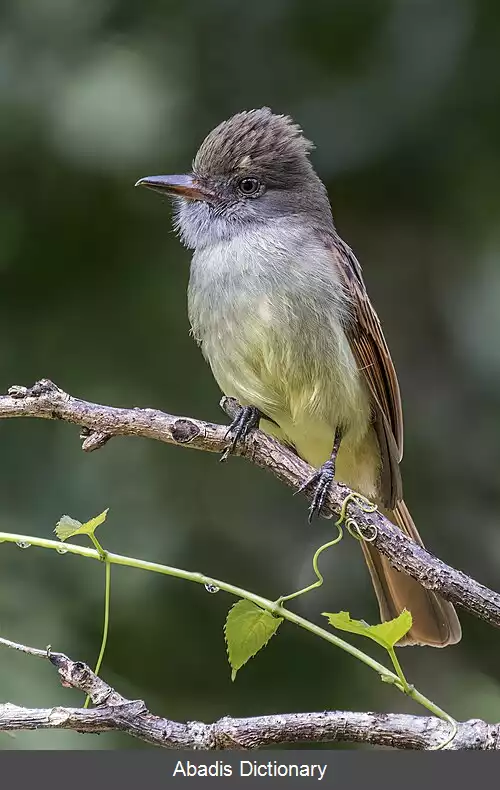 عکس مگس گیر دم حنایی