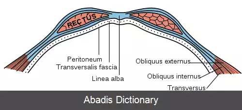 عکس خط سفید (شکم)