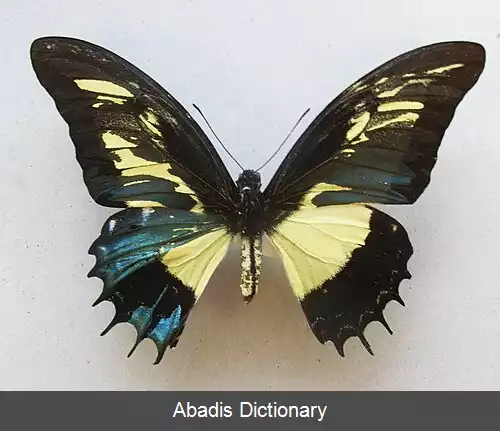 عکس ملکه دم چلچله ای