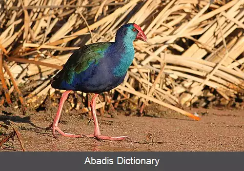 عکس طاووسک آفریقایی