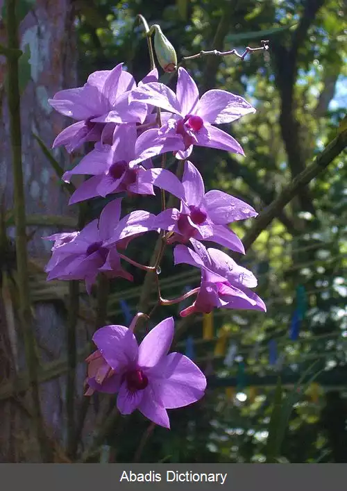 عکس فهرست نمادهای گل استرالیا